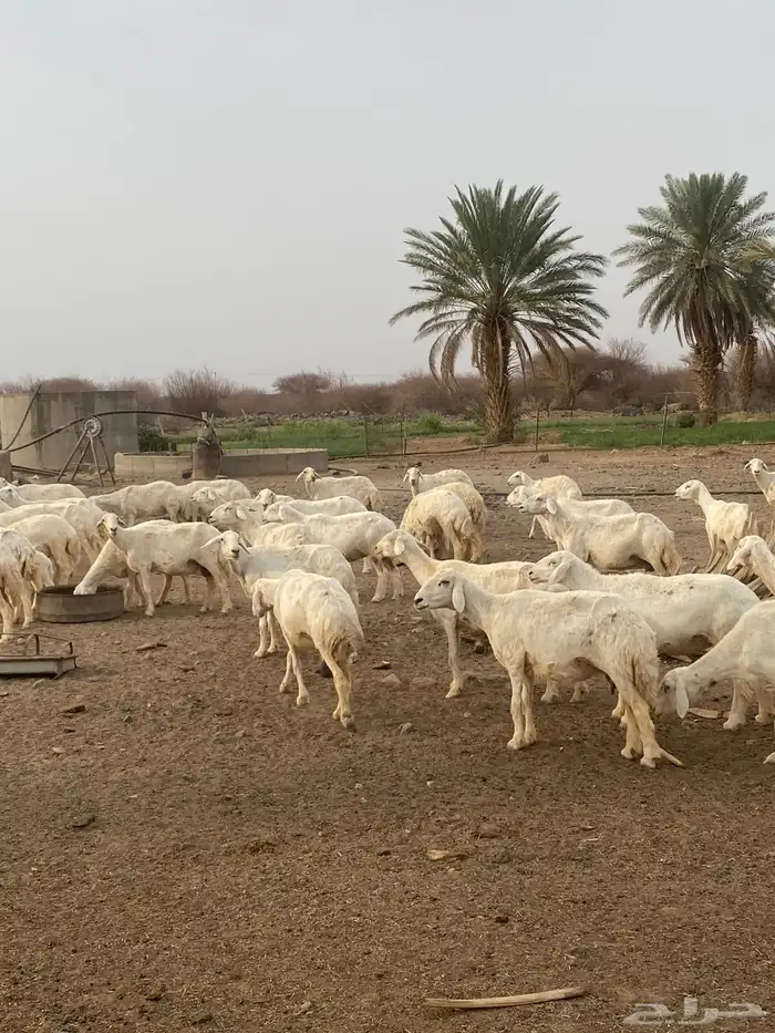 العدد ستين فيها عدد عشرين خلفه والباقي دفيع مراح واحد 3