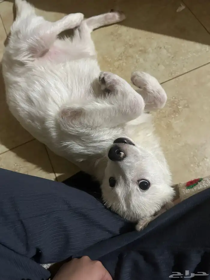 سبيتز ياباني بيور Japanese Spitz 1