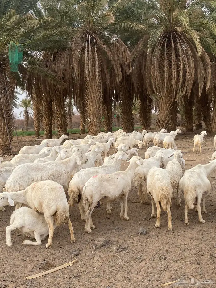العدد ستين فيها عدد عشرين خلفه والباقي دفيع مراح واحد 0