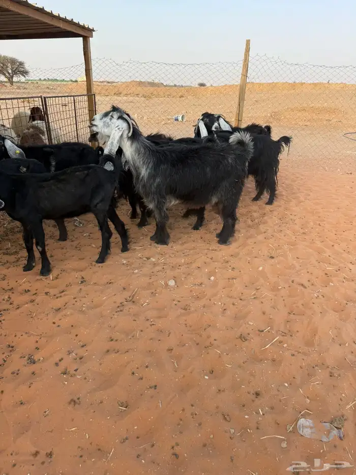 10 عوارض 7