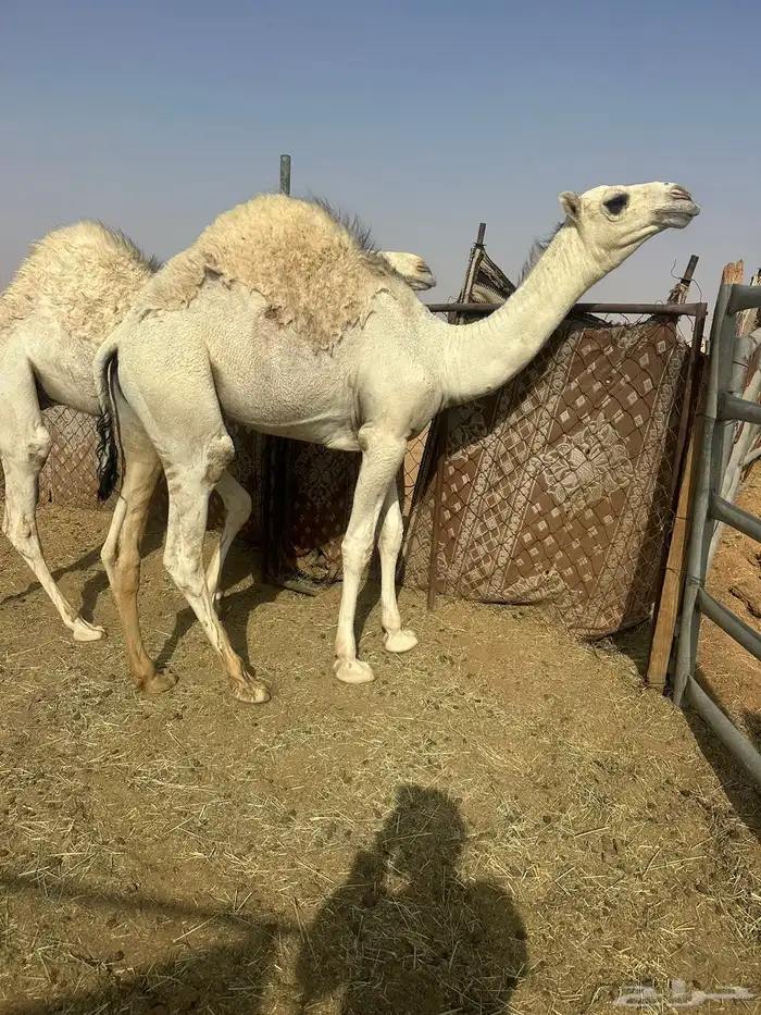 قعدان قصب 1