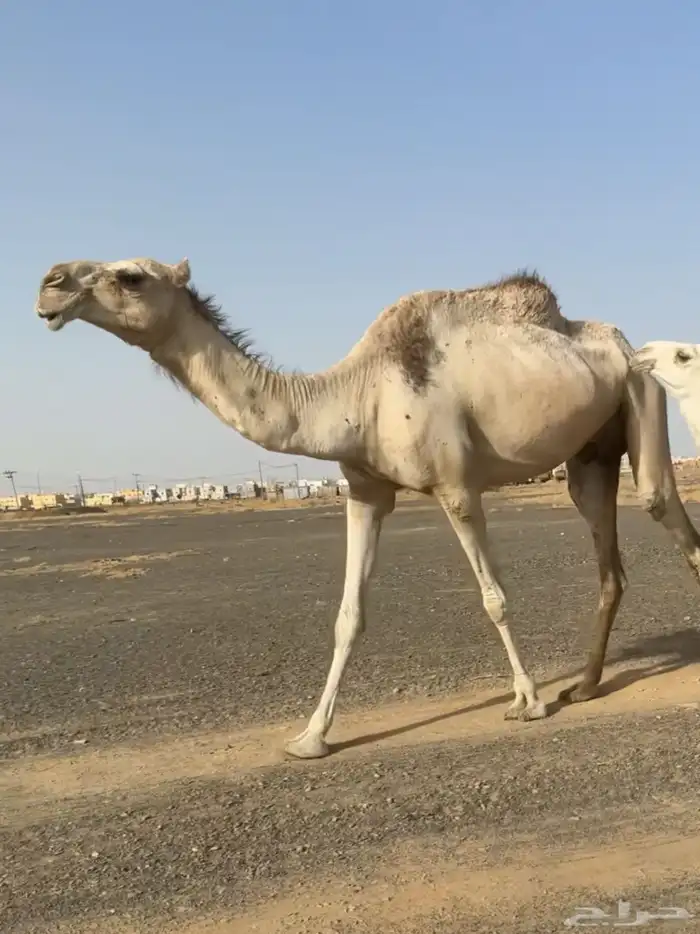 بكره ثنيه تحتها قعود عشرا 0