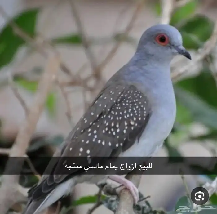 يمام ماسي(تم البيع) 0