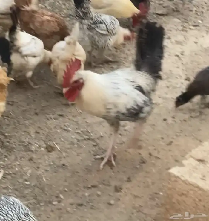 دجاج بلدي حضان 3