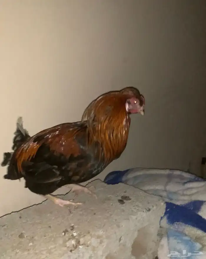 دجاج للبيع 1