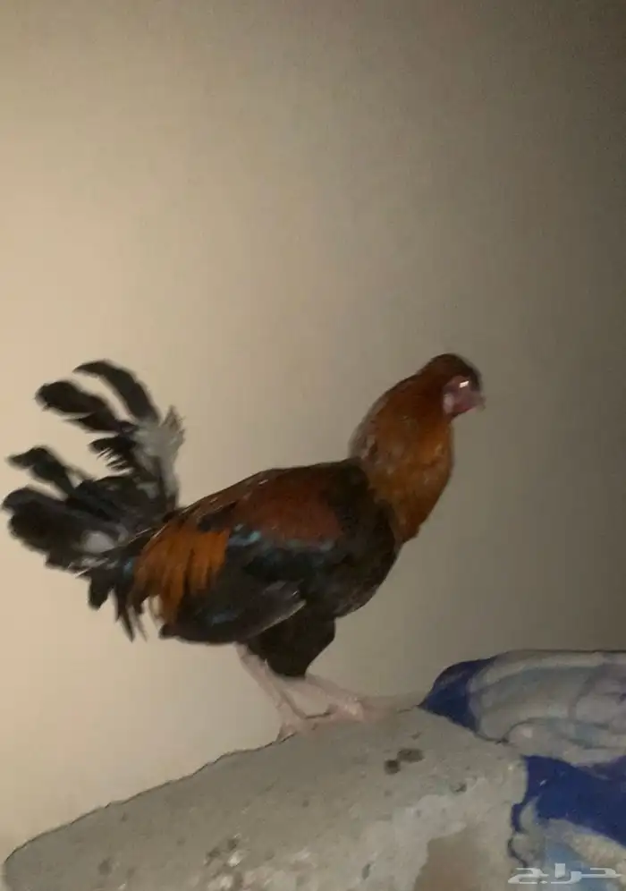 دجاج للبيع 0