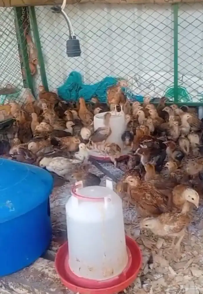صوص دجاج فرنسي كولومبي احمر ضخم 2