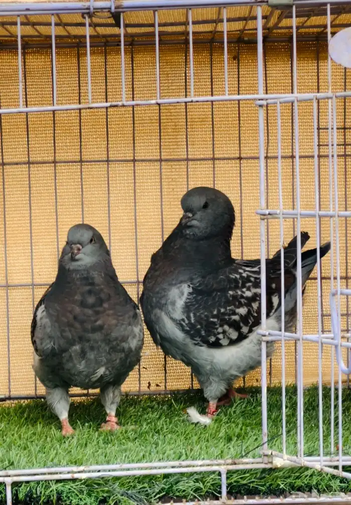 طبه مودينا 0