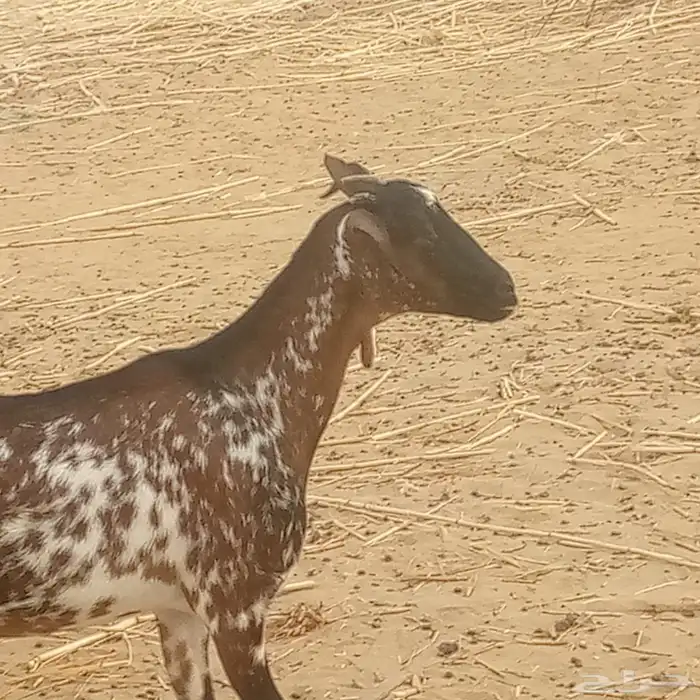 معزه جنوبيه 8