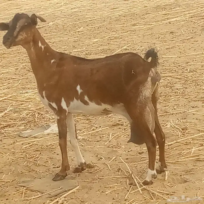 معزه جنوبيه 4