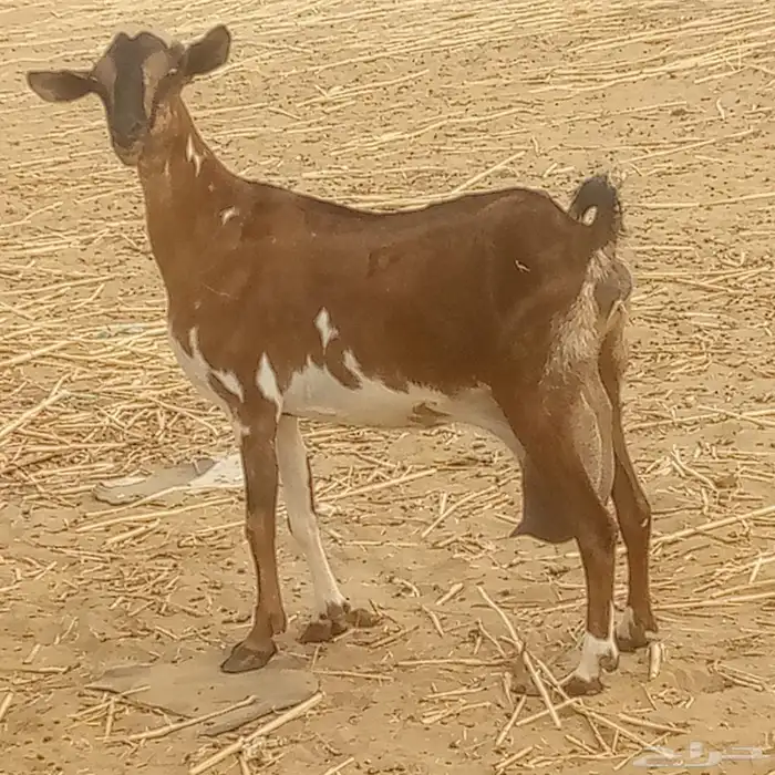 معزه جنوبيه 7