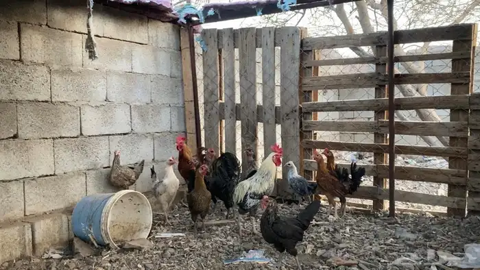 دجاج بلدي 0