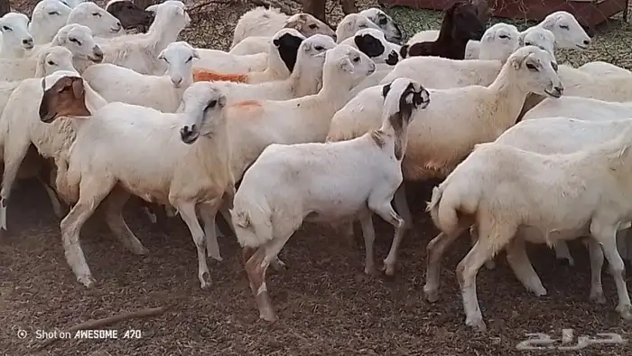 رخال رفيدي من 700 ريال 4