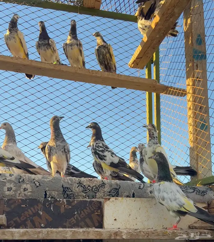 حمام باكستاني 0