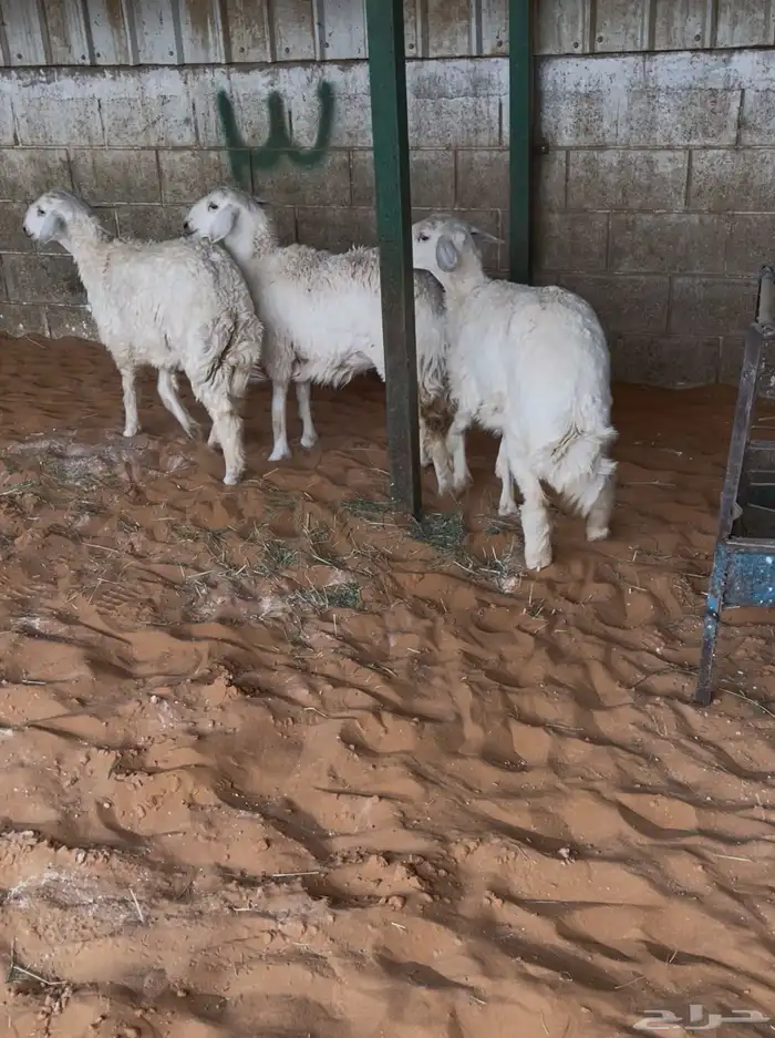 حريات رخال سمان بريه العمر خمس شهور 0