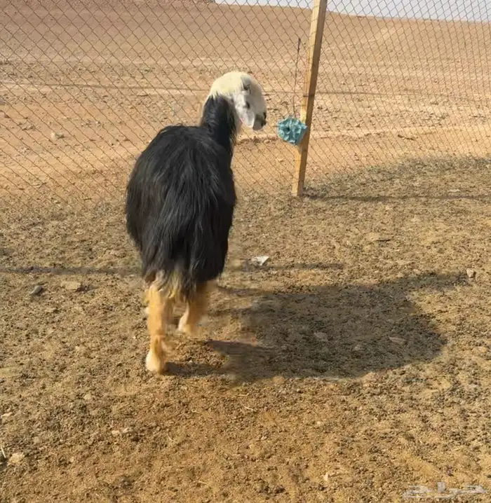 نعجه نجديه حايل سمين 1