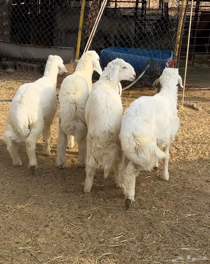 خرفان 5