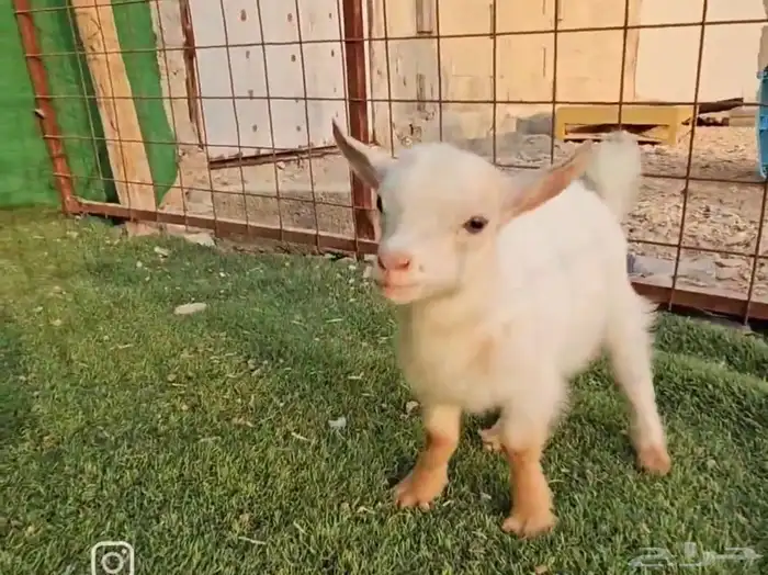 الماعز القزم 17