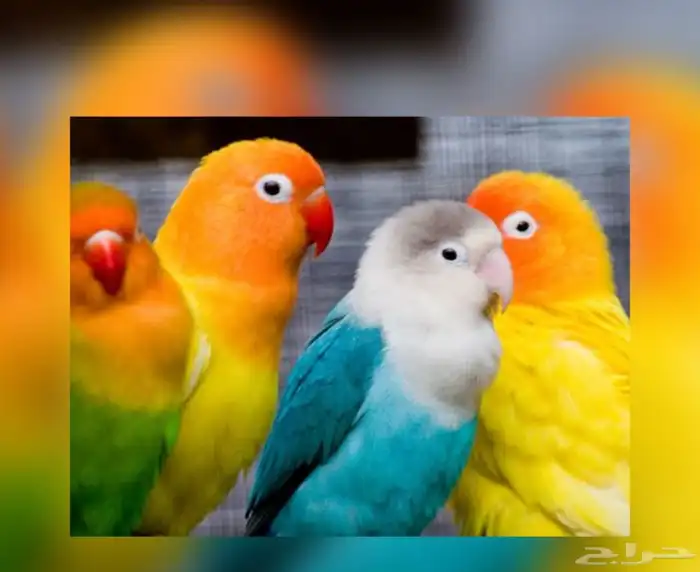قروب لبيع وشراء واستشارات الطيور 0
