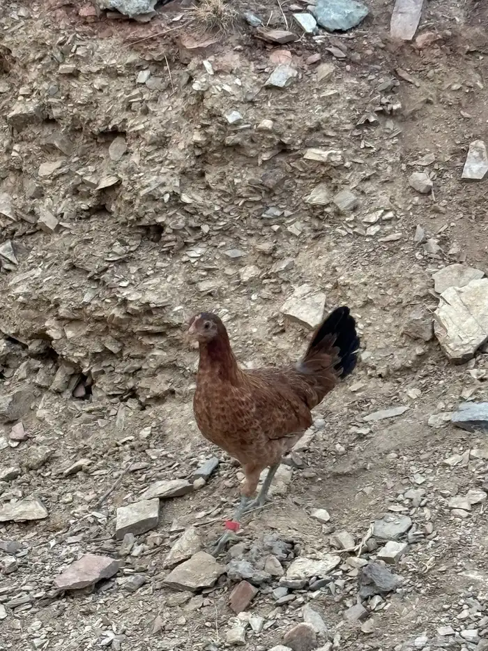 دجاج فري ودبس 1