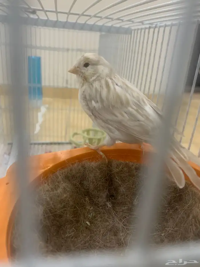 جوز كناري سوري 3