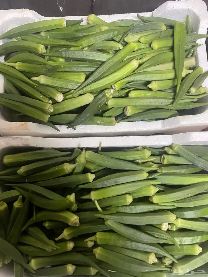 باميه حجم كبير وفيه حجم صغير على الطلب 0