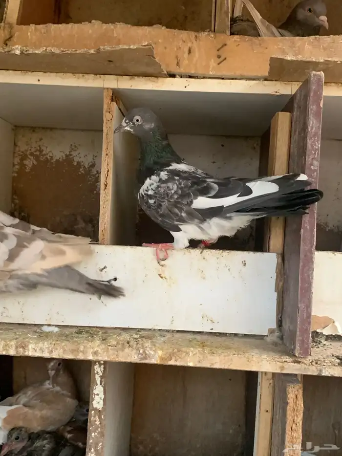 حمام كنق ولاحم وزاجل للبيع 5