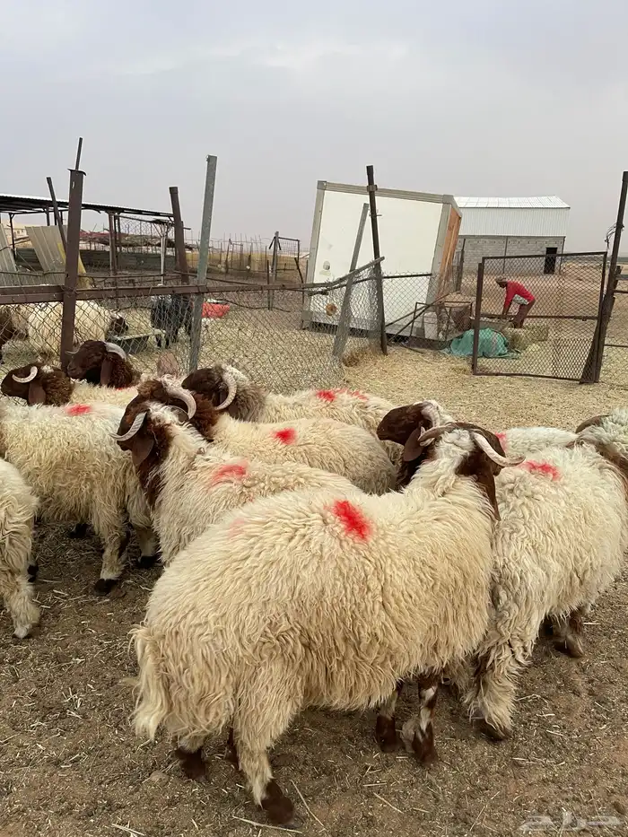 خرفان نعيم فاخره 1