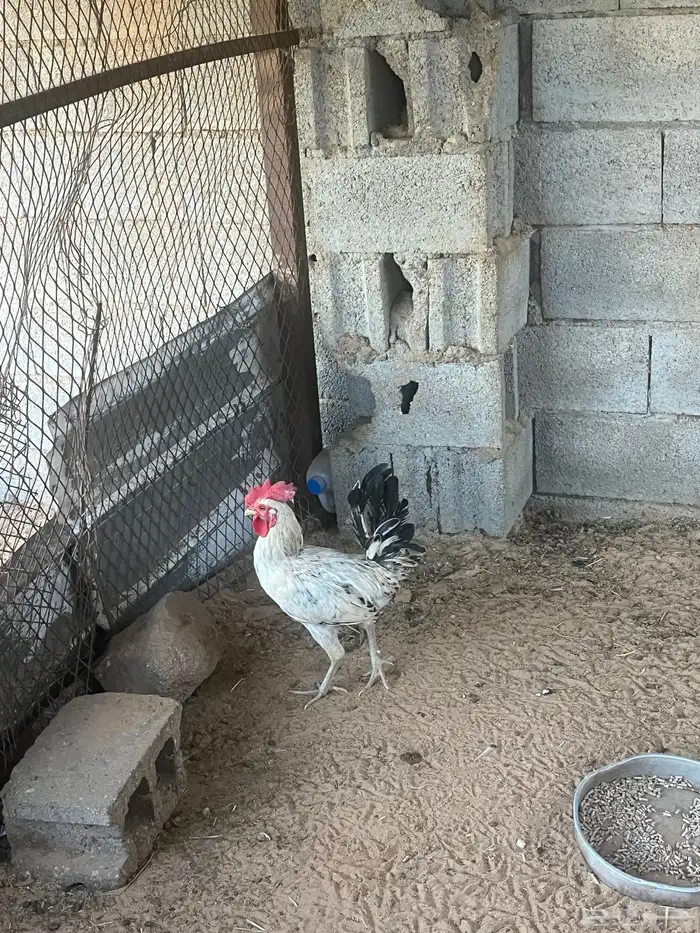 للبيع ديكه 2 0