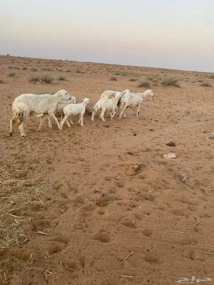 شياه رغايث عيالها كبار 7