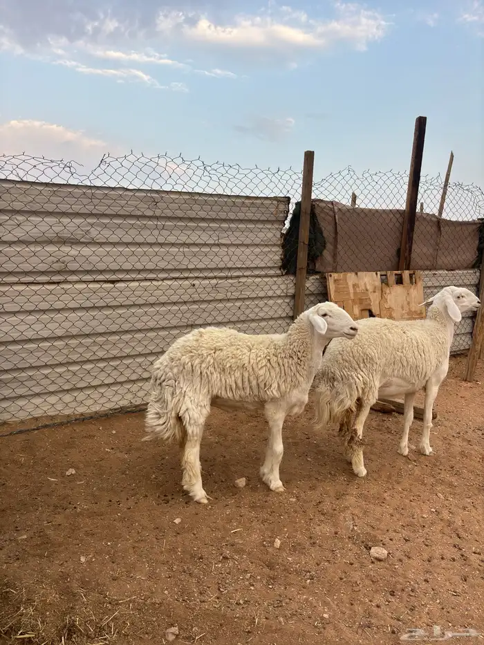 رخال نوادر دفيع 1