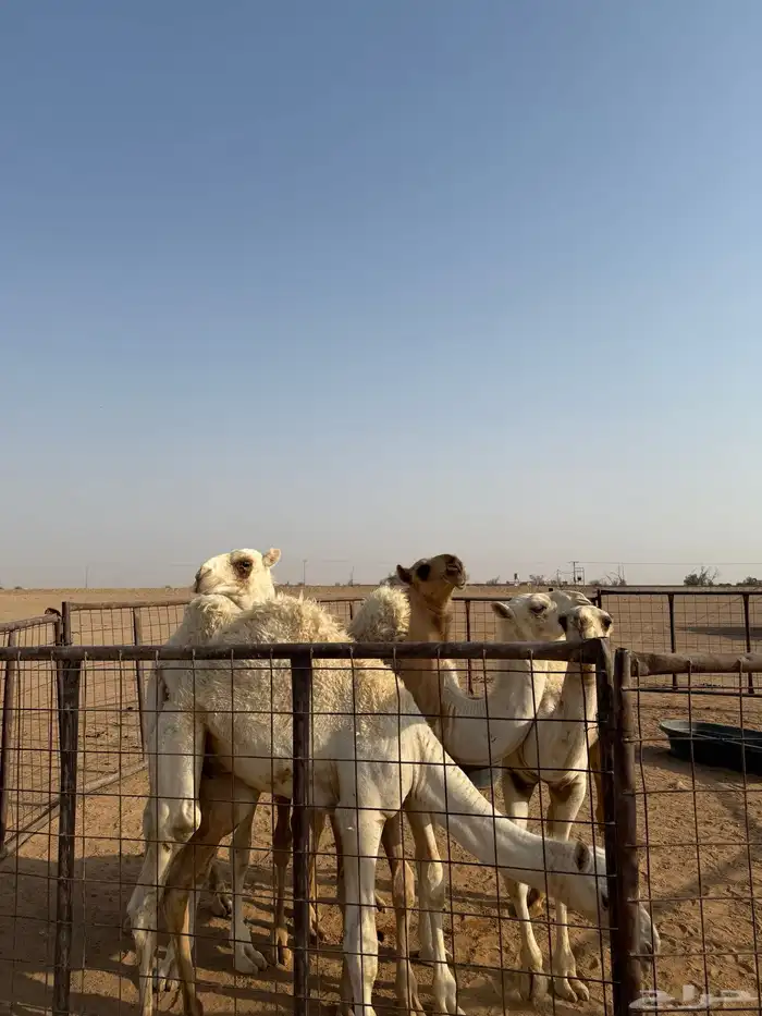 للبيع حشو 2