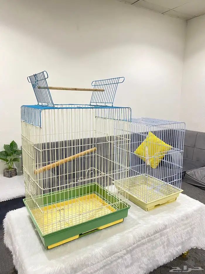 قفصين طيور القنفذه 1