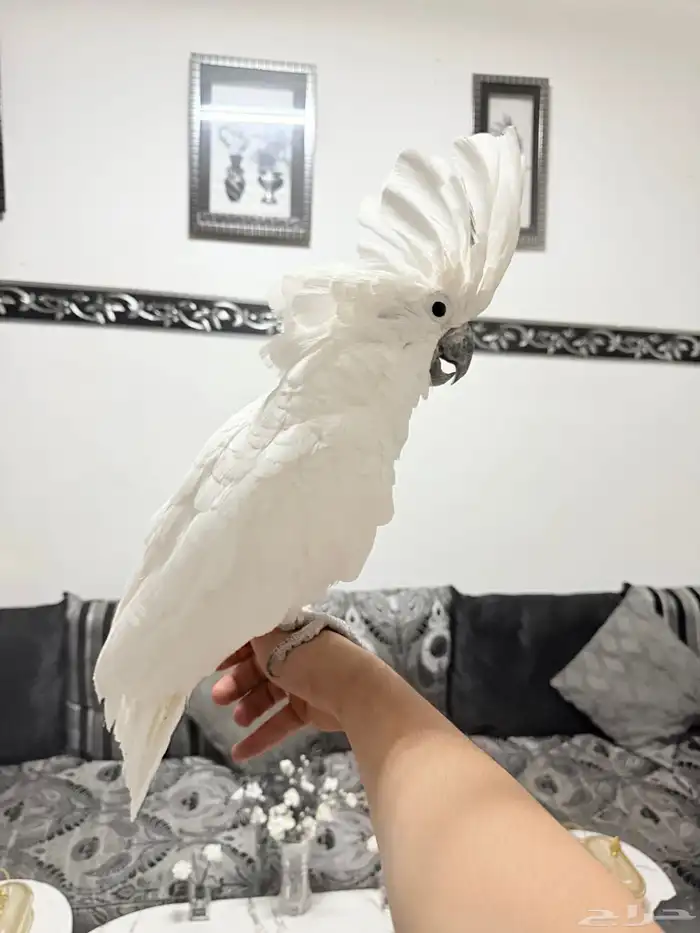 كوكاتو امبريلا العملاق اليف ولعوب ومتكلم بطلاقة 0