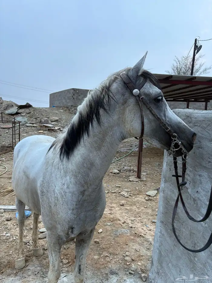 حصان شعبي 3