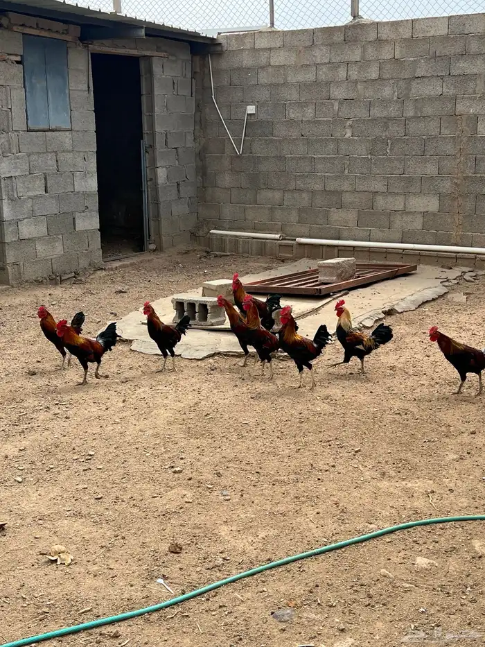 ديوك بلدي اصيل من إنتاجي 3