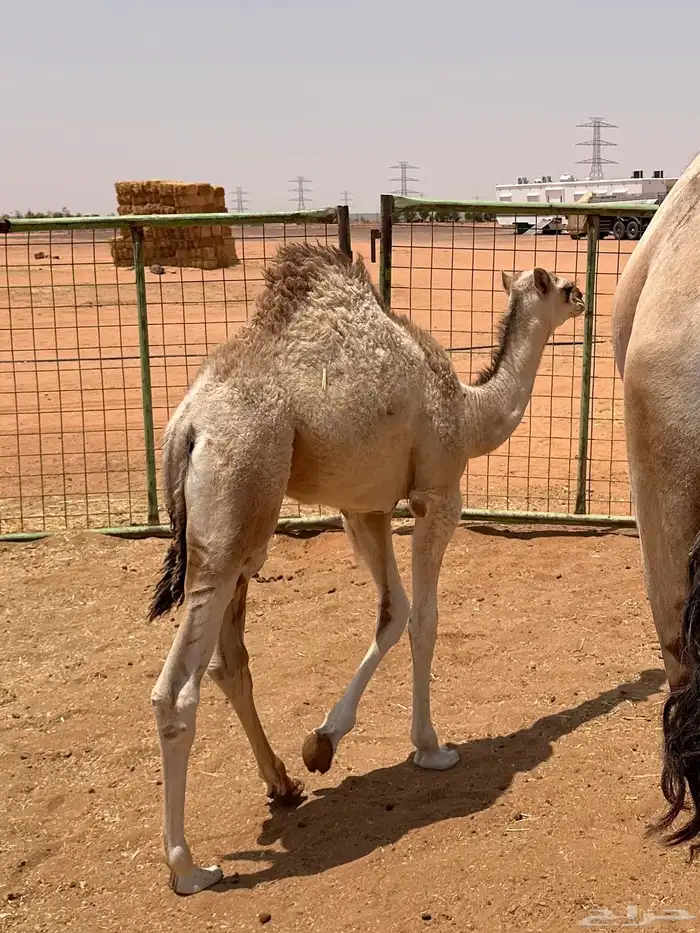 قعود وبكره للبيع 0