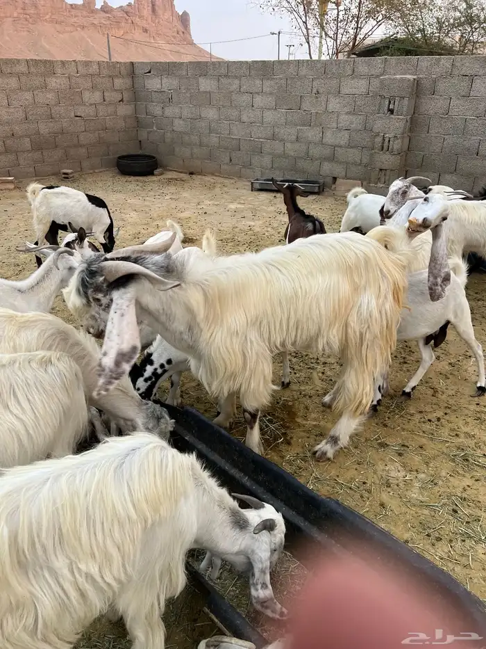 معزة مشروك 1