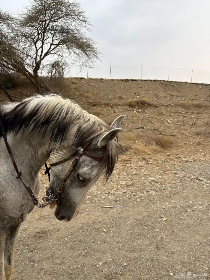 حصان شعبي 1