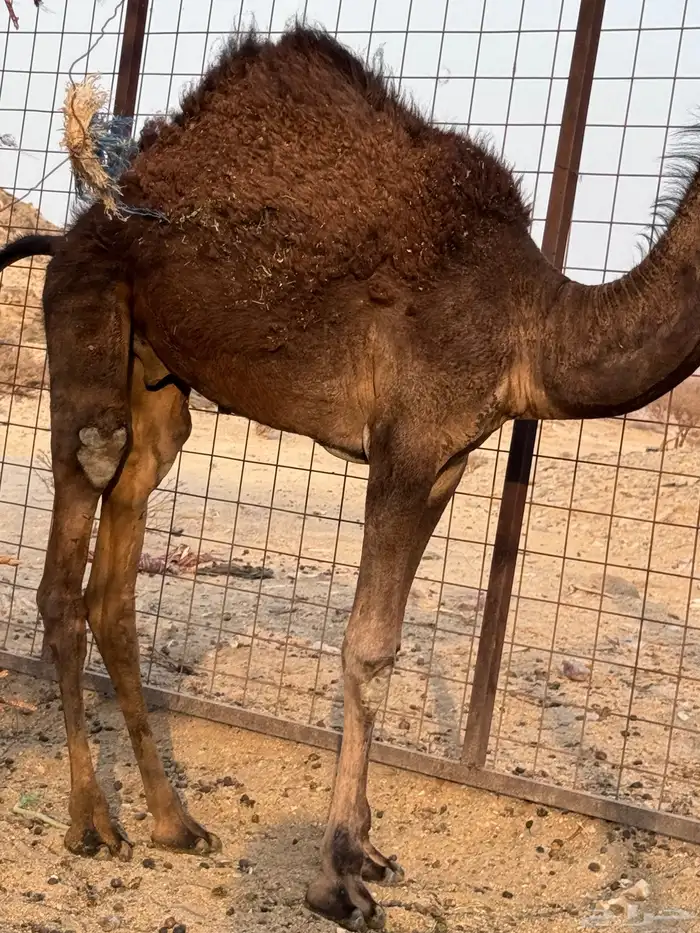 قعود احمر مفرود 2