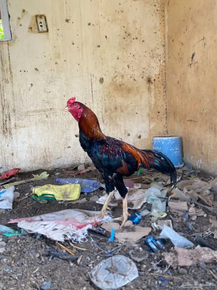 ديك سندي اصيل 2