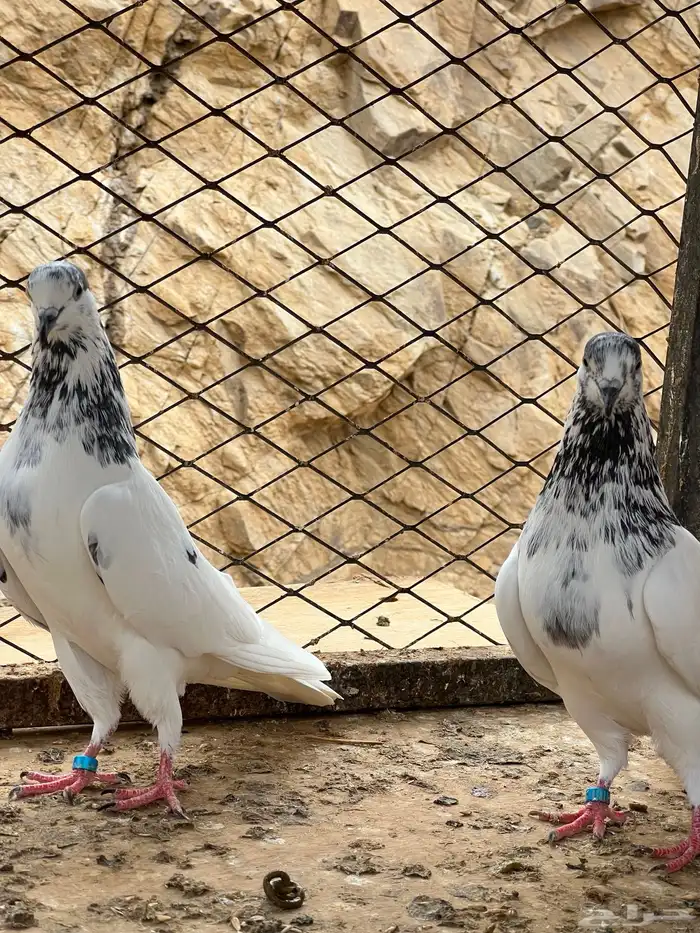 للبيع حمام باكستاني 4