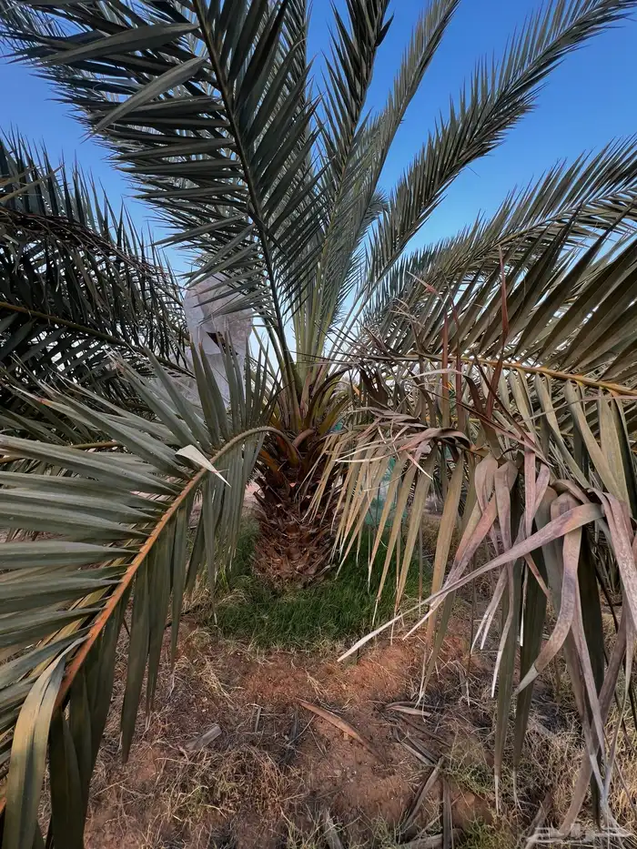 نخل جثايث نقايل 0