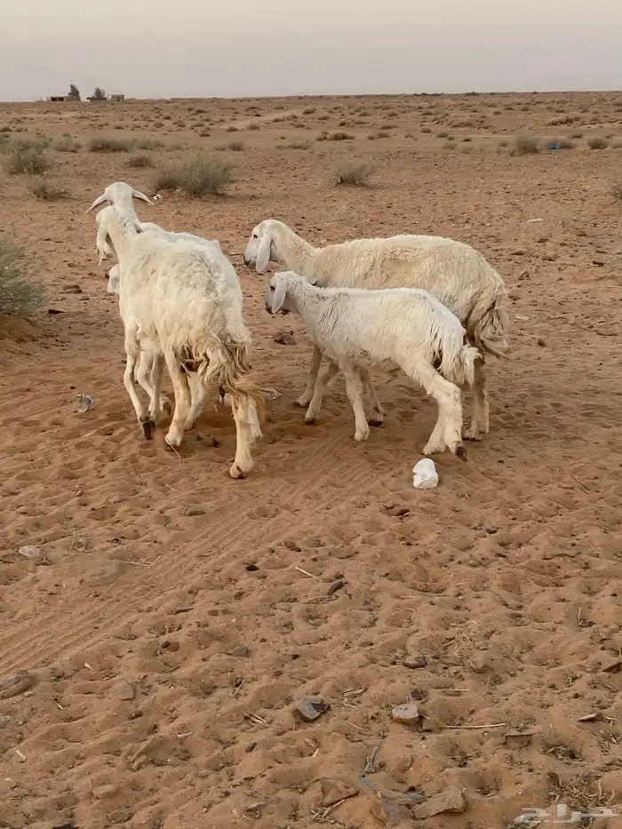 شياه رغايث عيالها كبار 0
