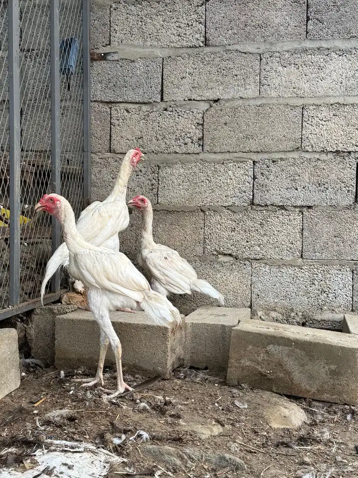 دجاج سنود بيور 7