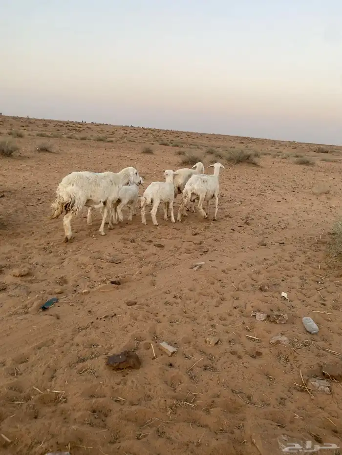 شياه رغايث عيالها كبار 6