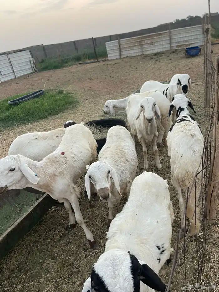 سواكن للبيع 1