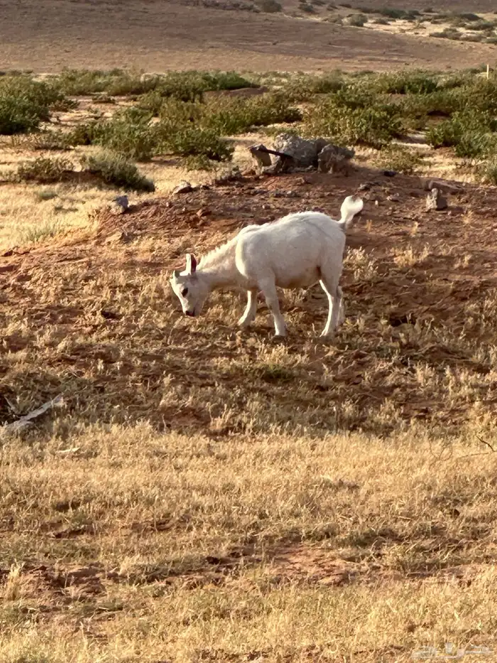 ماعز قزم للبيع للمزارع والغنم 2