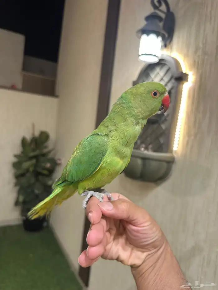 دره هندي اليف 3