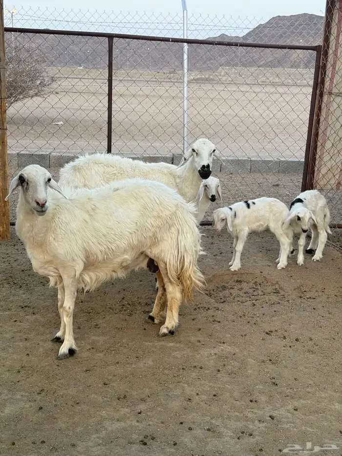 عدد ثنتين ضان متابيع كفو 1